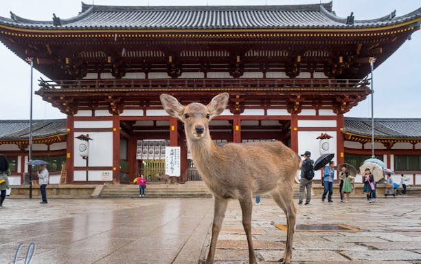 Deer standing in front of a traditional temple gate in Nara, Kyoto.