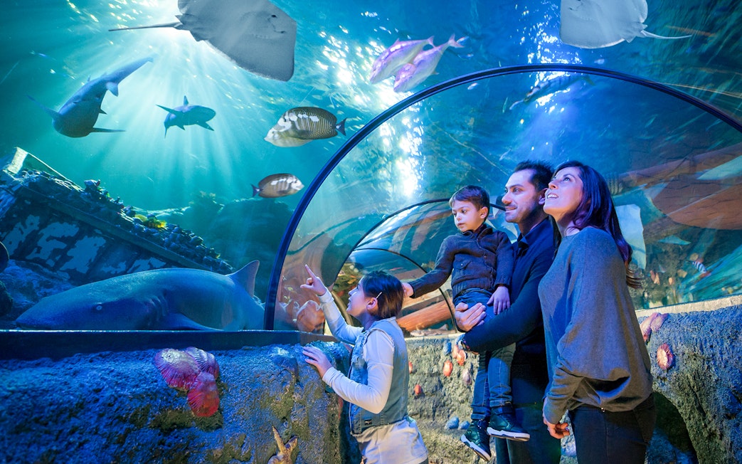 Family observing sea creatures in tunnel at Sea Life Aquarium, Verona.