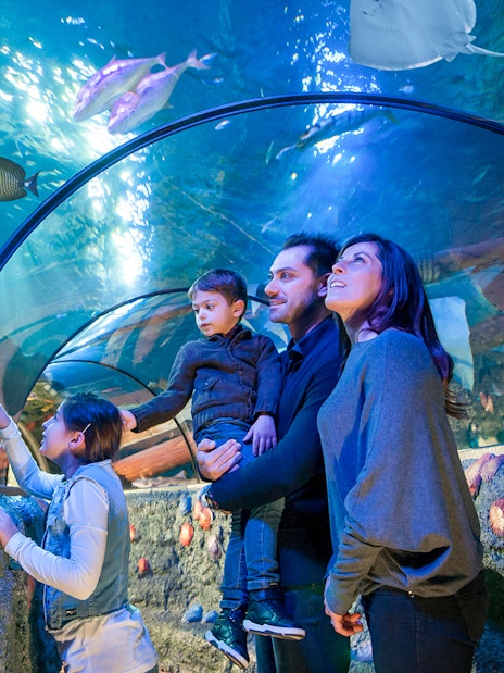 Family observing sea creatures in tunnel at Sea Life Aquarium, Verona.