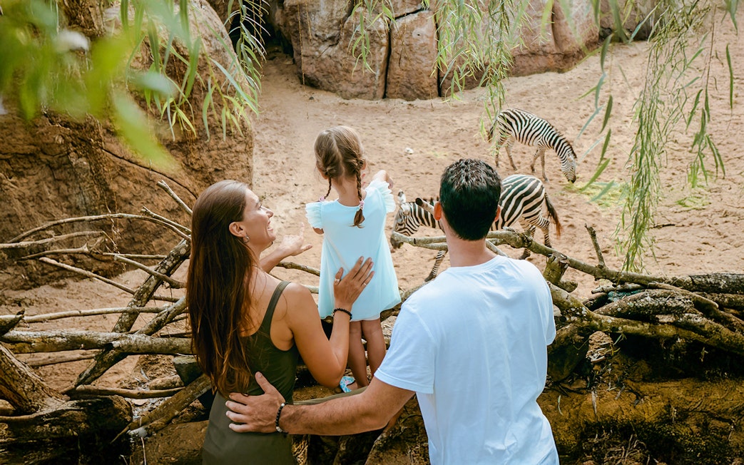 Family observing zebras grazing in the Savanna habitat at Bali Zoo.