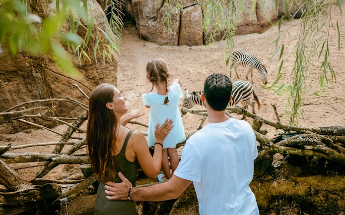 Family observing zebras grazing in the Savanna habitat at Bali Zoo.