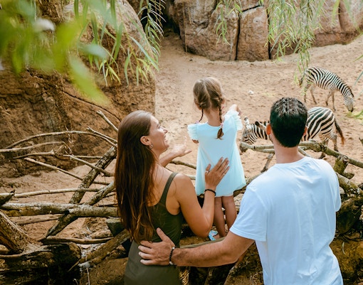 Family observing zebras grazing in the Savanna habitat at Bali Zoo.