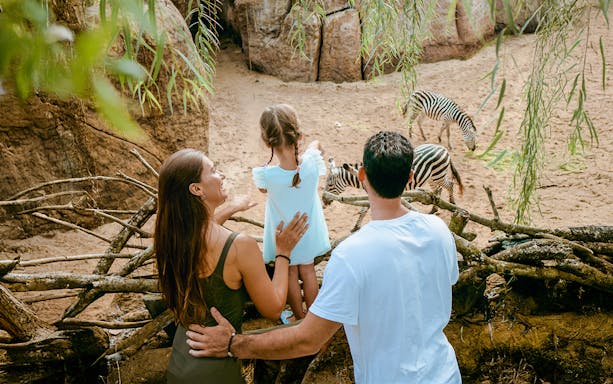 Family observing zebras grazing in the Savanna habitat at Bali Zoo.