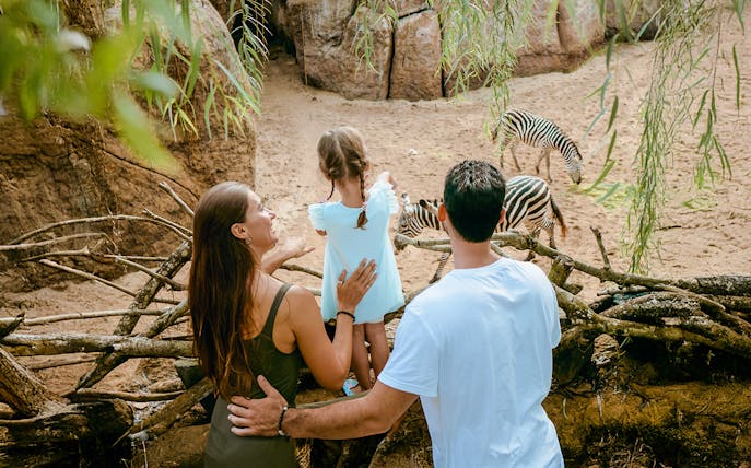 Family observing zebras grazing in the Savanna habitat at Bali Zoo.