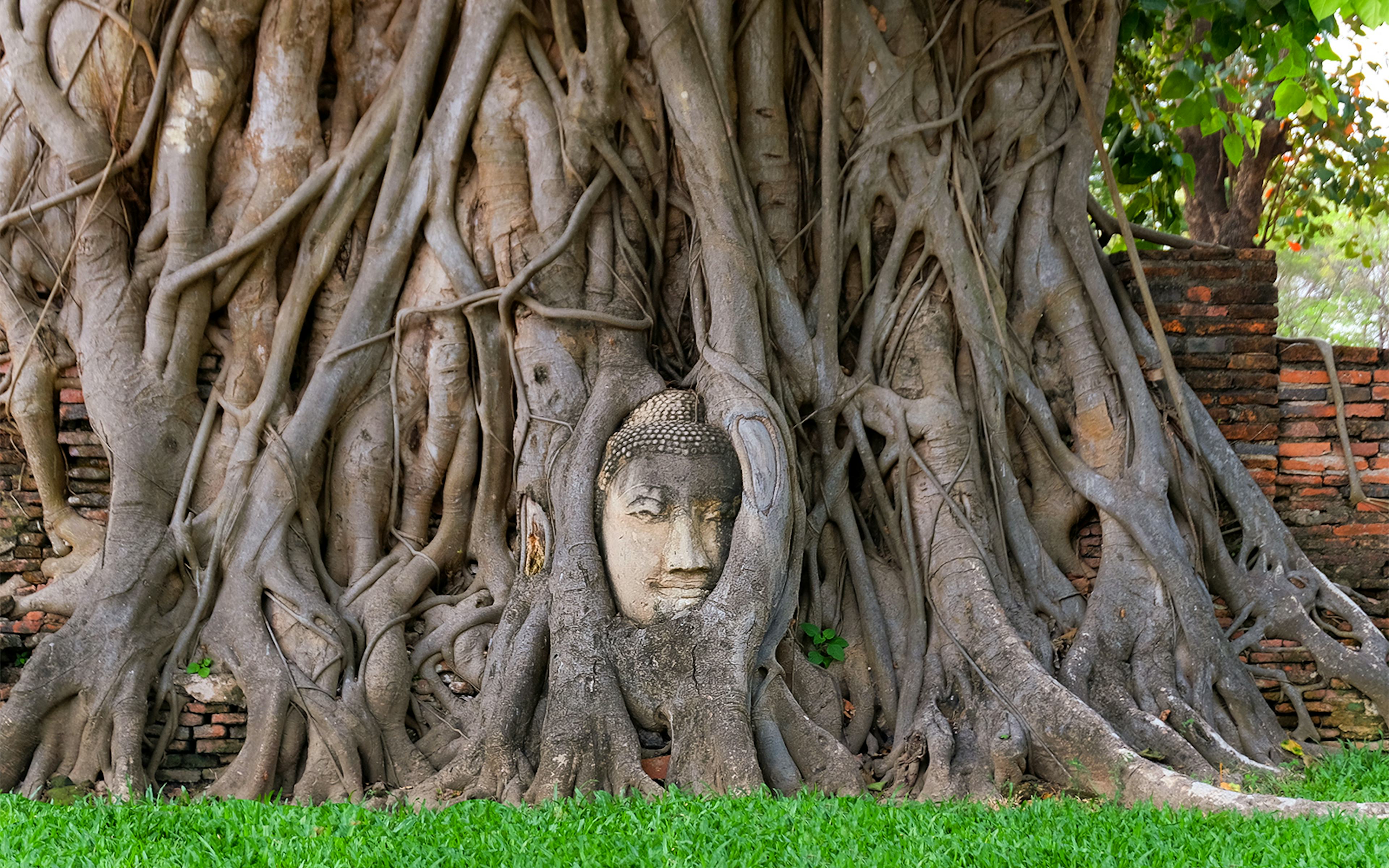 Buddha head statue entwined in Bodhi tree roots, Ayutthaya, Thailand.