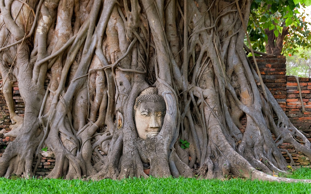 Buddha head entwined in Bodhi tree roots at Ayutthaya, Thailand.