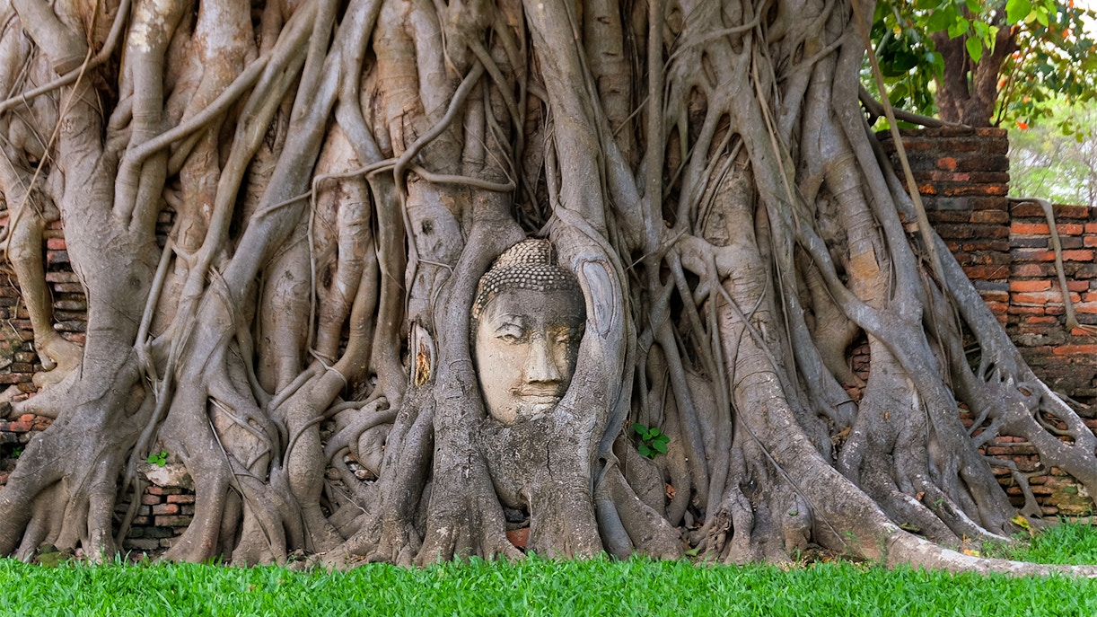 Buddha head entwined in Bodhi tree roots at Ayutthaya, Thailand.