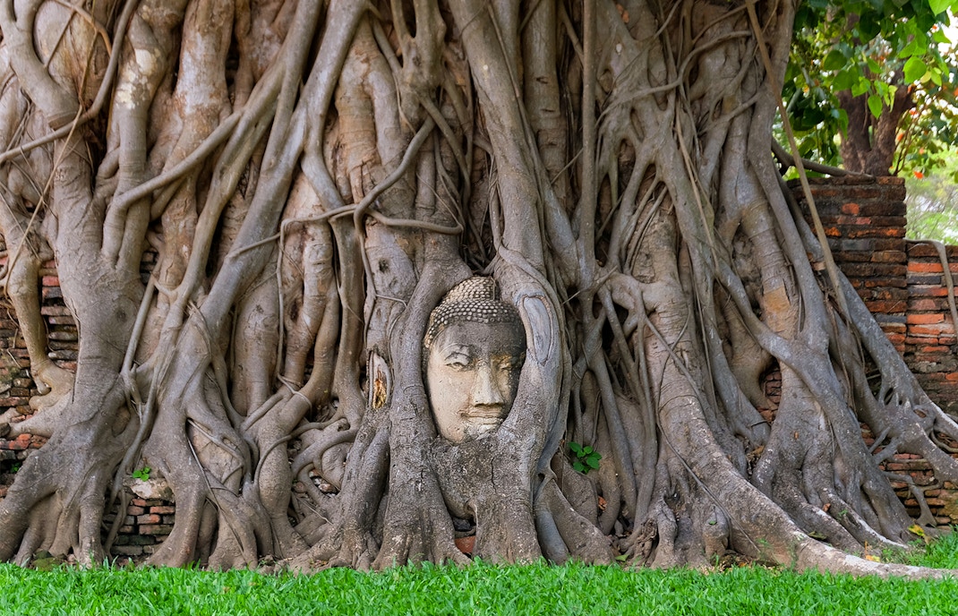 Buddha head entwined in Bodhi tree roots at Ayutthaya, Thailand.