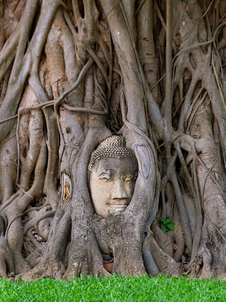 Buddha head entwined in Bodhi tree roots at Ayutthaya, Thailand.
