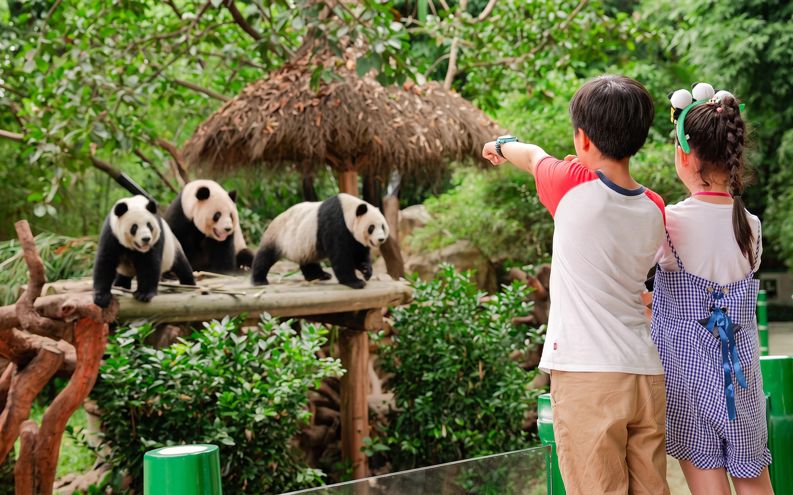 Children observing pandas at Chimelong Safari Park.
