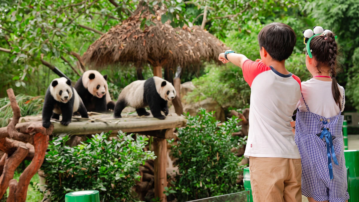 Children observing pandas at Chimelong Safari Park.