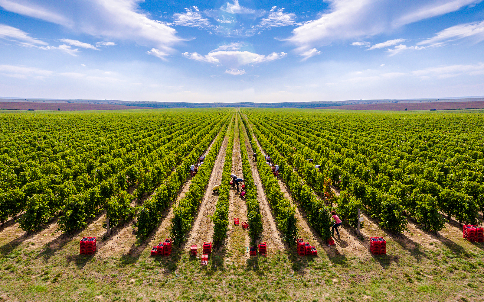 Workers harvesting grapes in Dobrogea's vineyards, Romania.