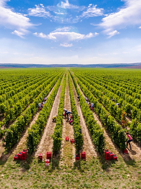 Workers harvesting grapes in Dobrogea's vineyards, Romania.