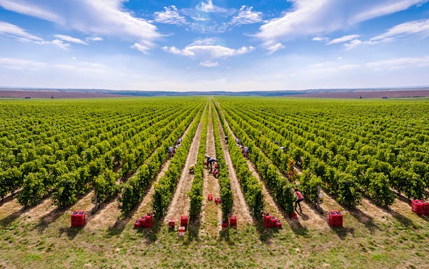 Workers harvesting grapes in Dobrogea's vineyards, Romania.