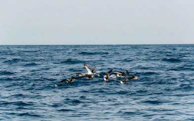 Dolphins swimming in the ocean during Sunset Speedboat Dolphin Cruise.