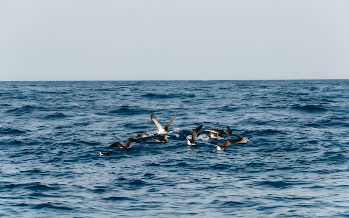 Dolphins swimming in the ocean during Sunset Speedboat Dolphin Cruise.