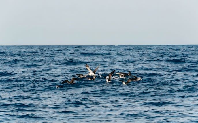 Dolphins swimming in the ocean during Sunset Speedboat Dolphin Cruise.