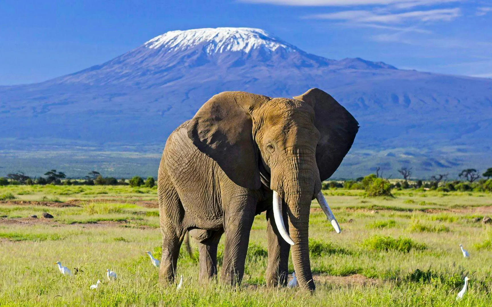 From Nairobi: 7-Day Ultimate Kenya Safari to Masai Mara, Nakuru, Naivasha & Amboseli with Stays and Entry Fees