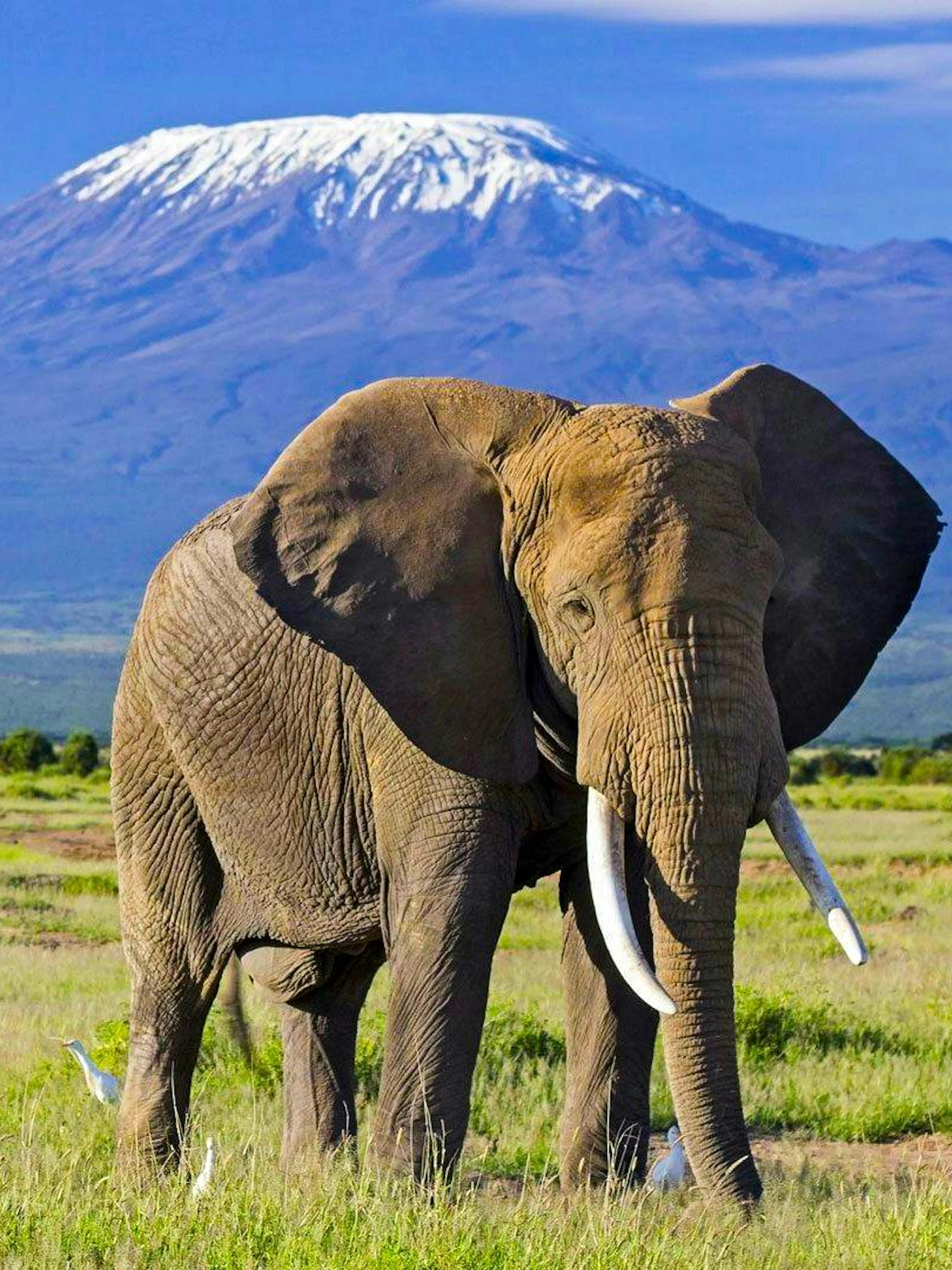 Elephant in Amboseli National Park with Mount Kilimanjaro in the background.