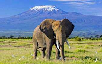 Elephant in Amboseli National Park with Mount Kilimanjaro in the background.