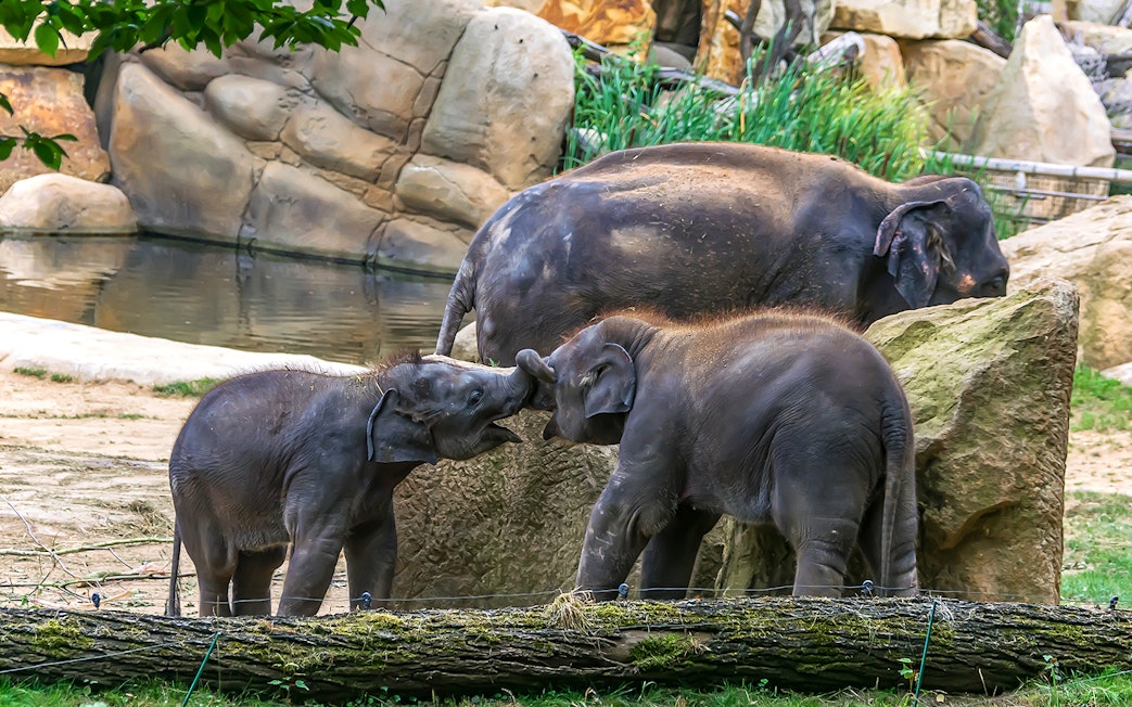Young elephants playing at Prague Zoo.