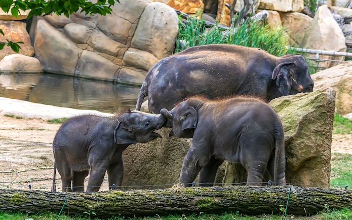 Young elephants playing at Prague Zoo.