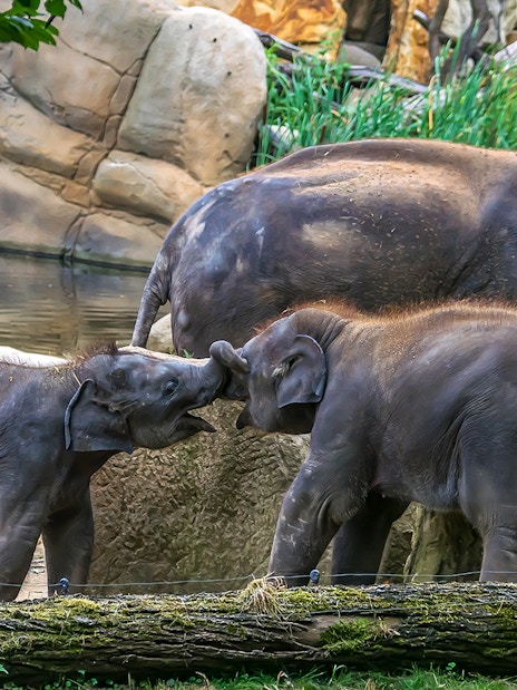 Young elephants playing at Prague Zoo.