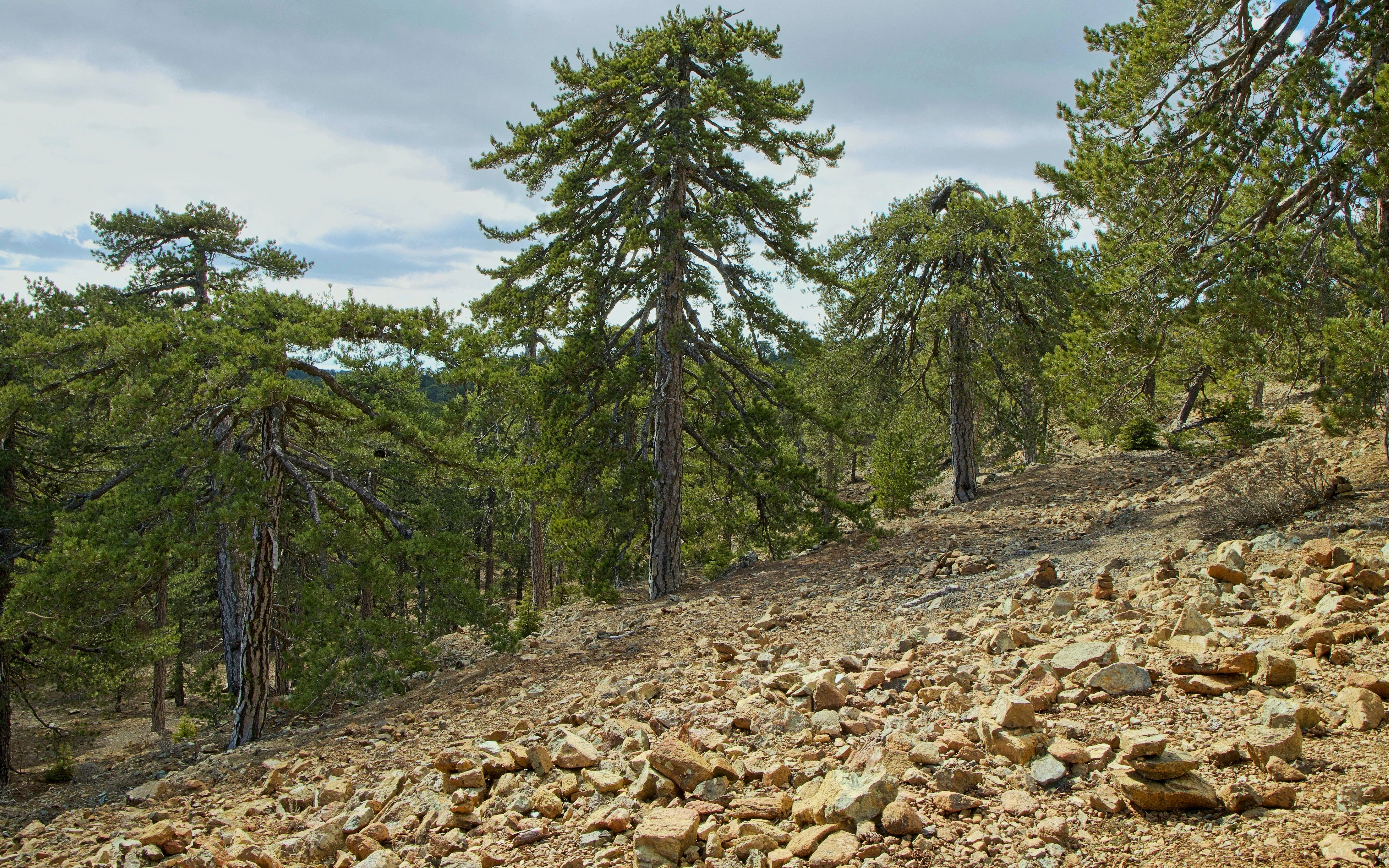 pine trees in troodos