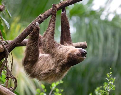 Faultier im Zoo Leipzig