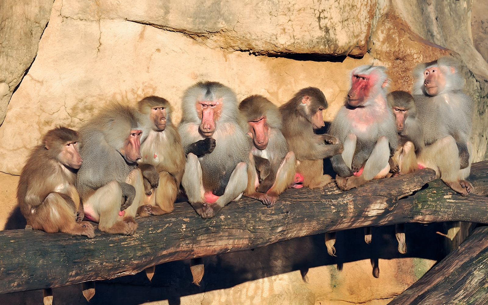 Baboon perched on rock