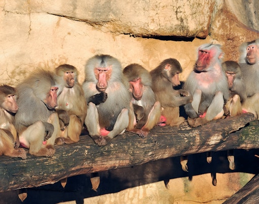 Baboon perched on rock