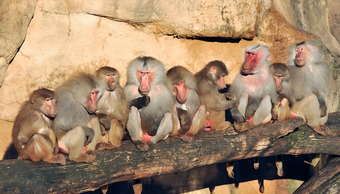 Baboon Rock at Cologne Zoo