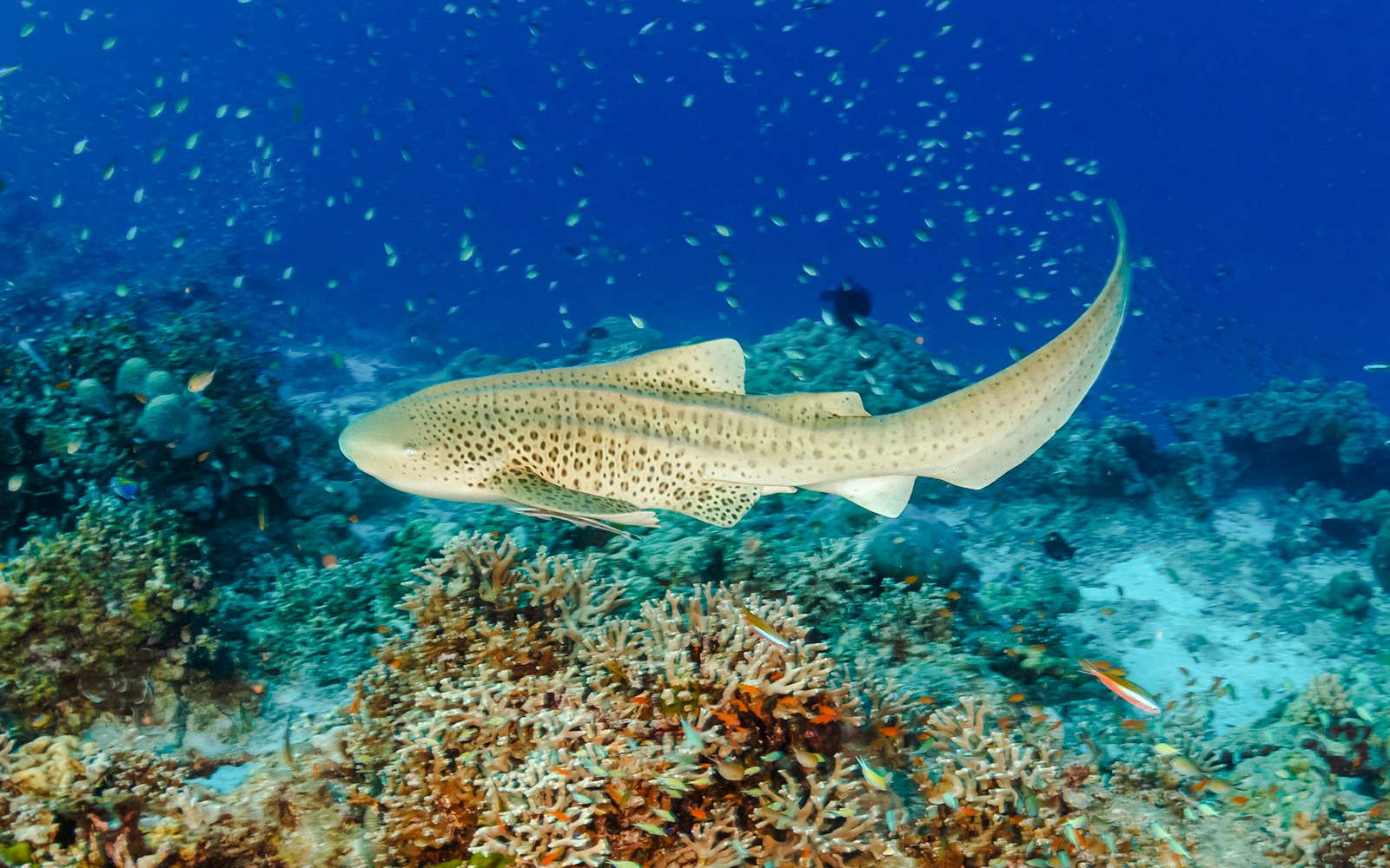 Zebra shark swimming over coral reef in Genoa Aquarium.