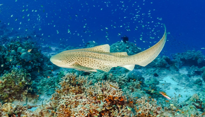 Zebra shark swimming over coral reef in Genoa Aquarium.