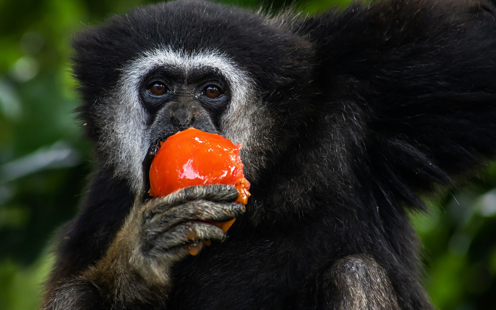 White-Cheeked Gibbon