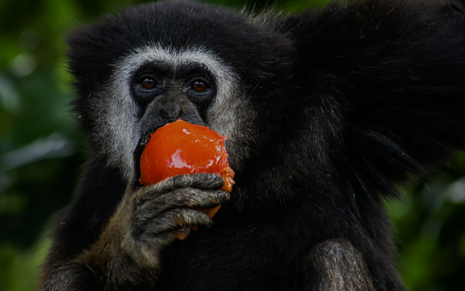 Gibbon eating a tomato at Bronx Zoo