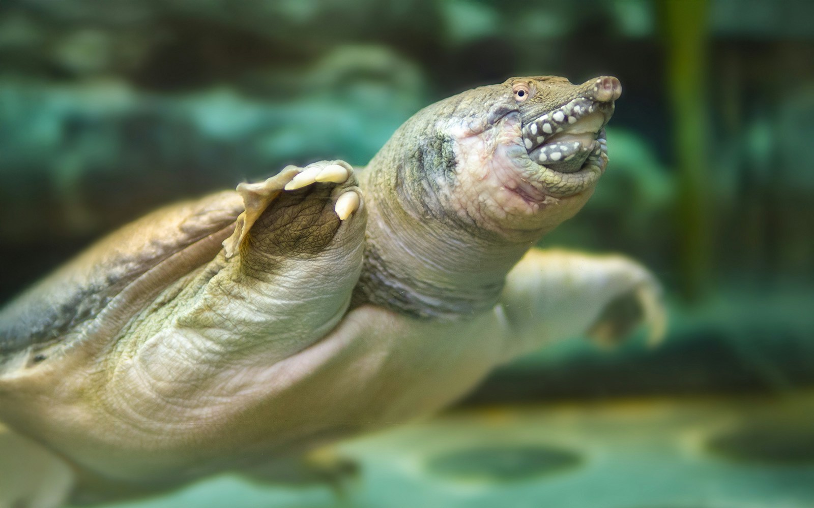 Softshell turtle swimming underwater.