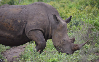 Rhino grazing in Natal Lion Park, Durban adventure tour.
