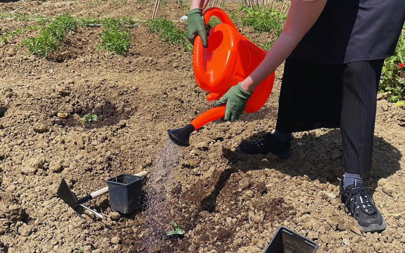 Person watering plants on an organic farm in Tangier during a Moroccan cooking class.