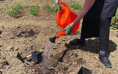 Person watering plants on an organic farm in Tangier during a Moroccan cooking class.