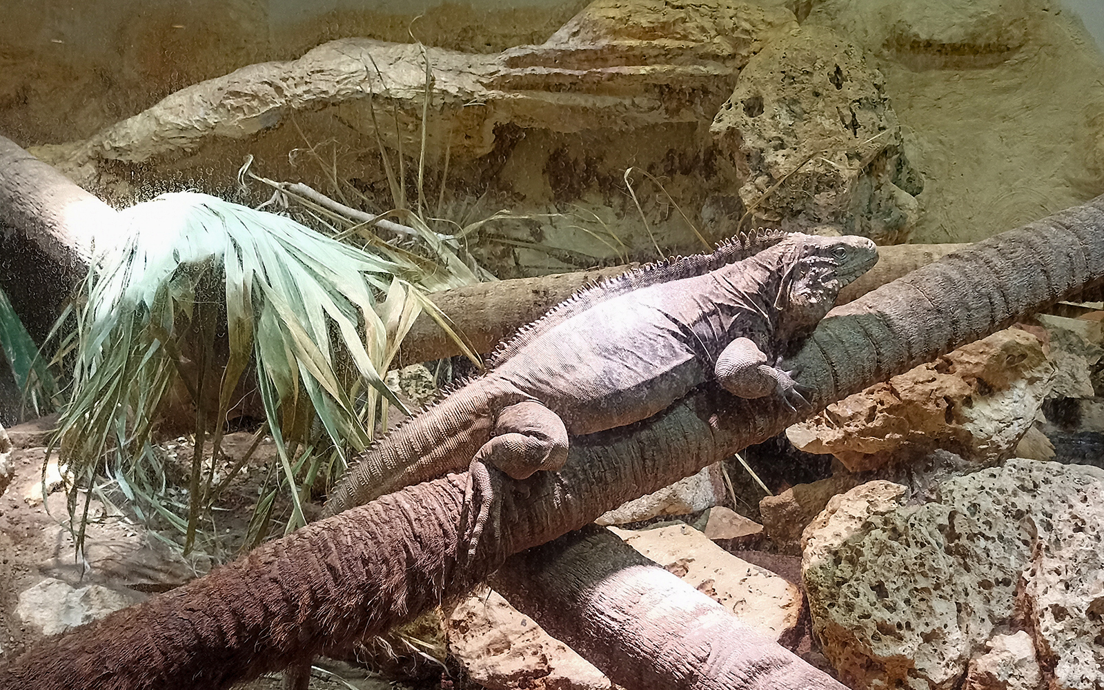 Iguana resting on a branch at Rome Bioparco.
