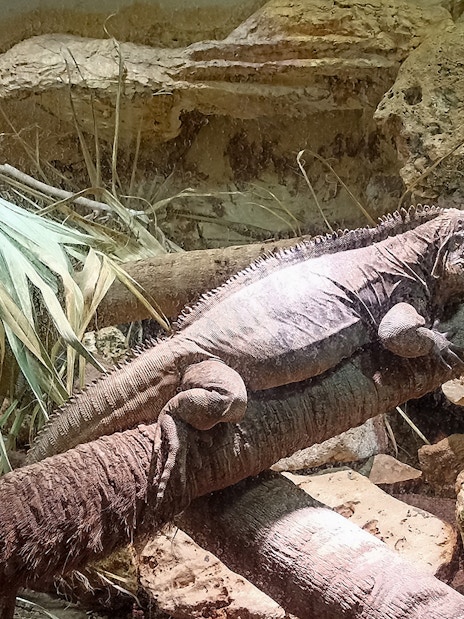 Iguana resting on a branch at Rome Bioparco.