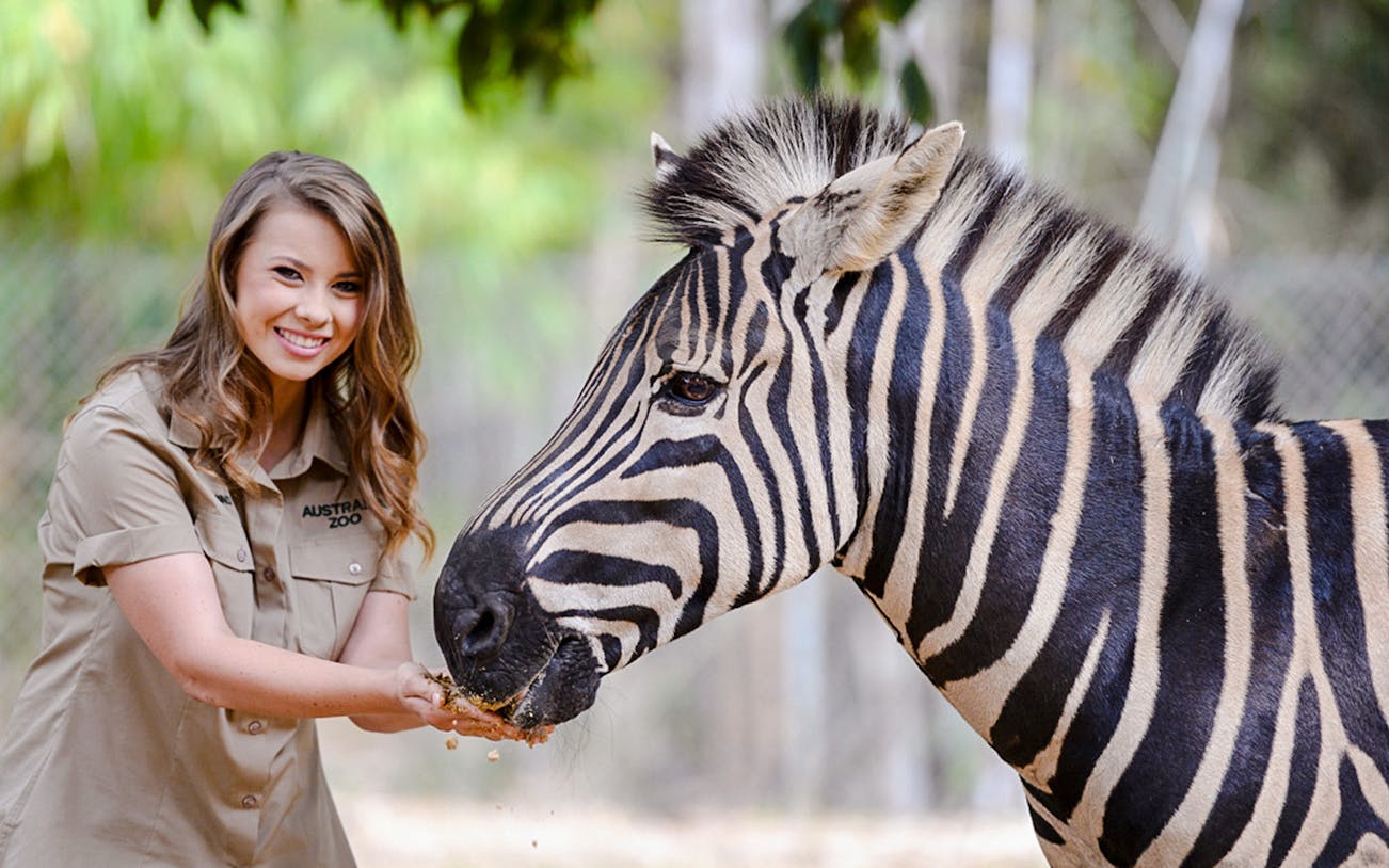 Irwin family member feeding a zebra at Australia Zoo.