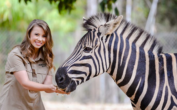 Irwin family member feeding a zebra at Australia Zoo.