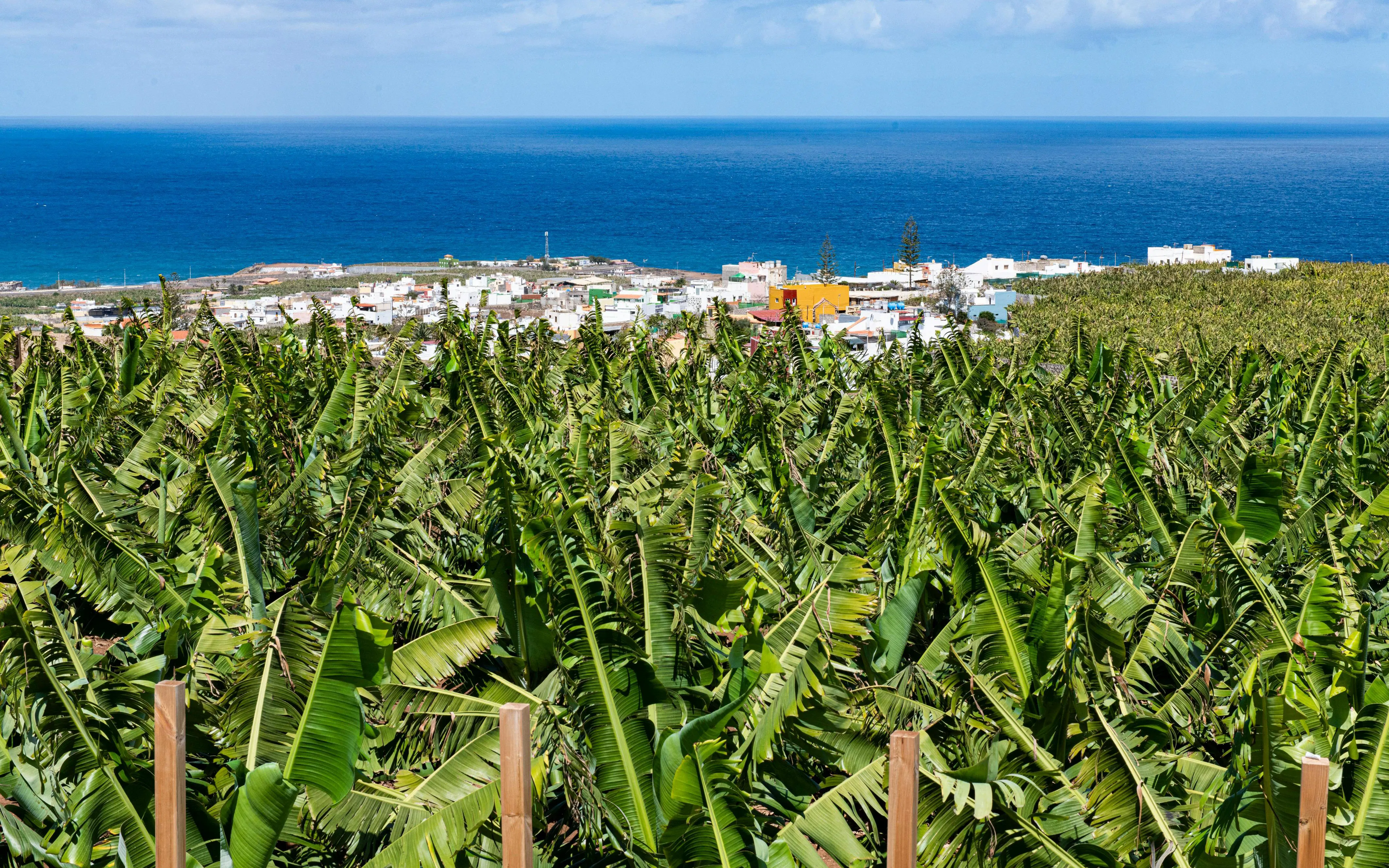 Banana plantation with ocean view in Gran Canaria, showcasing local agriculture.