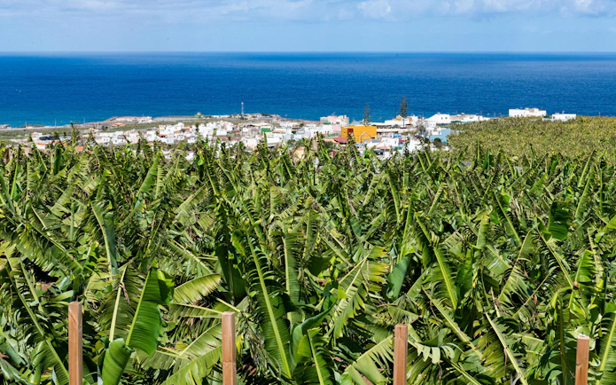 Banana plantation with ocean view in Gran Canaria, showcasing local agriculture.