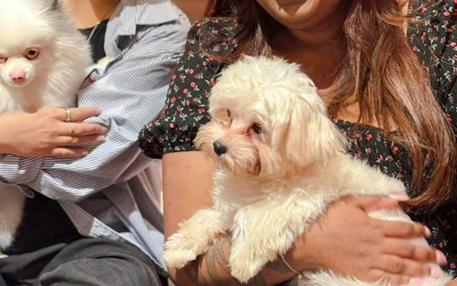 billets pour le spectacle « just dogs » au just pets megastore-2
