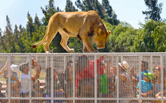Tourists in cage observe lion walking above at Chile Safari Park.