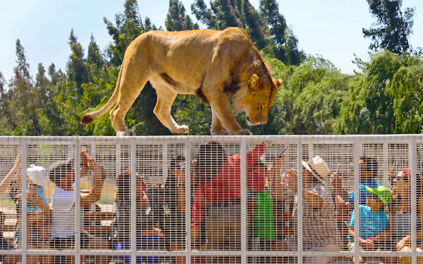 From Santiago: Parque Safari Wild Experience