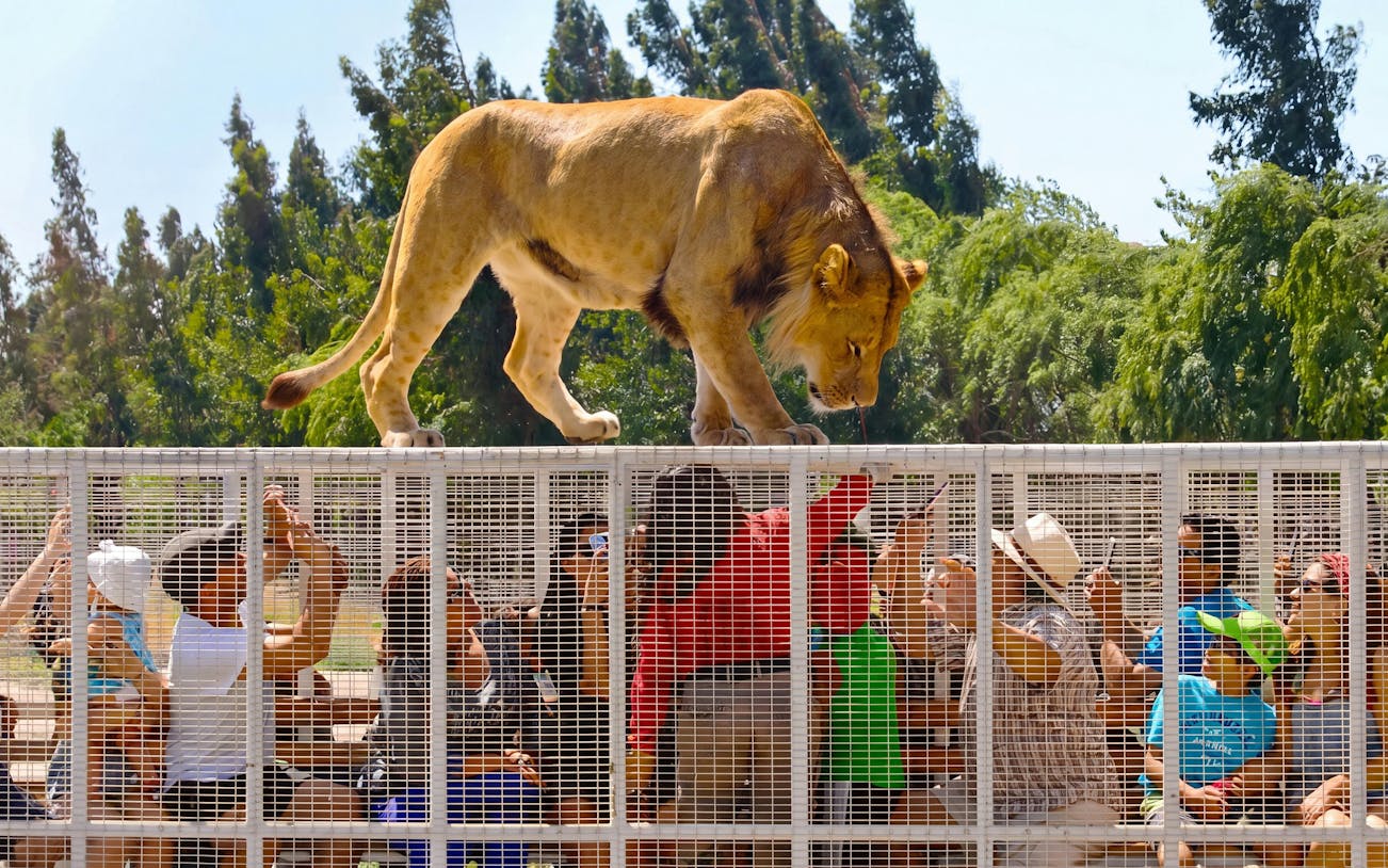 Tourists in cage observe lion walking above at Chile Safari Park.